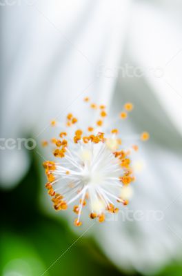 Carpel of the white Hibiscus flowers