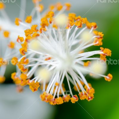 Carpel of the white Hibiscus flowers