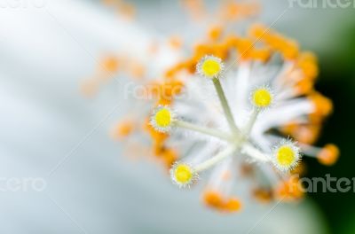 Carpel of the white Hibiscus flowers