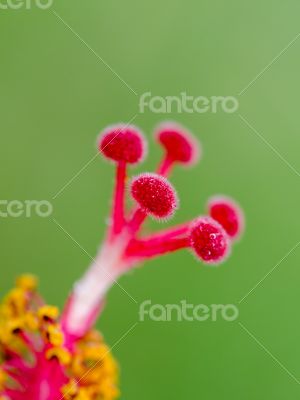 Red carpel of the Hibiscus flowers