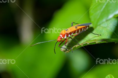 Red Cotton Bug (Dysdercus cingulatus)