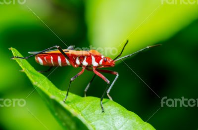 Red Cotton Bug (Dysdercus cingulatus)