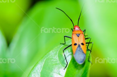 Red Cotton Bug (Dysdercus cingulatus)