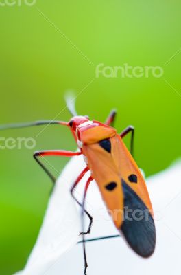 Red Cotton Bug (Dysdercus cingulatus)