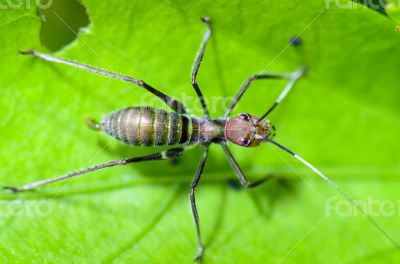 Ant-mimic Cricket