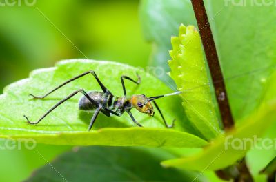 Ant-mimic Cricket