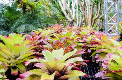 Planting the Bromeliad ( Aechmea Fasciata )