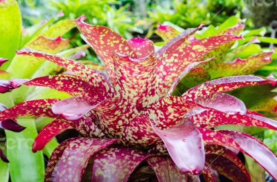 Pink leaves of Bromeliad ( Aechmea Fasciata )