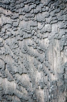 Surface bark of trees damaged by fire