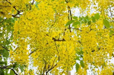 Yellow flowers on tree of Purging Cassia or Ratchaphruek