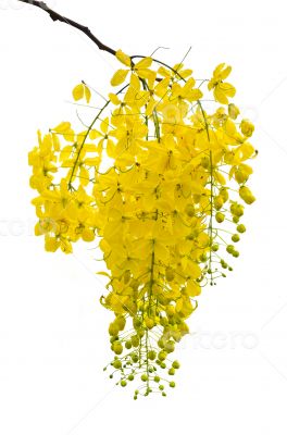 Purging Cassia or Ratchaphruek flowers isolated on white