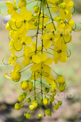 Purging Cassia or Ratchaphruek flowers ( Cassis fistula )