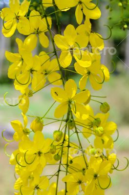 Purging Cassia or Ratchaphruek flowers ( Cassis fistula )