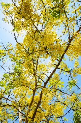 Yellow flowers on tree of Purging Cassia or Ratchaphruek