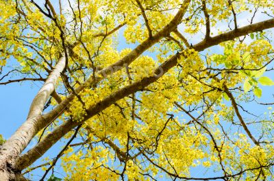 Yellow flowers on tree of Purging Cassia or Ratchaphruek