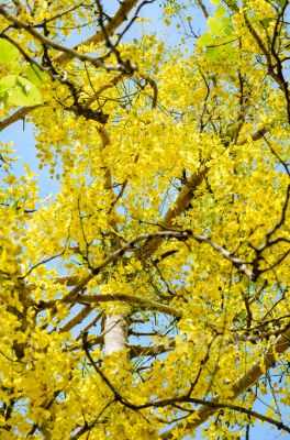 Yellow flowers on tree of Purging Cassia or Ratchaphruek