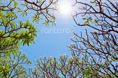 Frangipani ( Plumeria ) Sun and trees are blossom