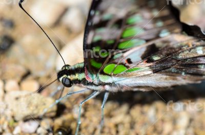 Close up Tailed Jay butterfly with have green spots on wings