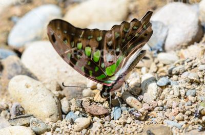 Close up Tailed Jay butterfly with have green spots on wings