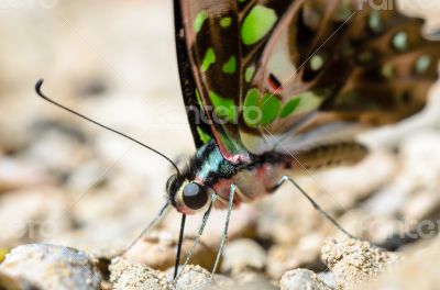 Close up Tailed Jay butterfly with have green spots on wings