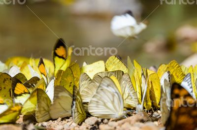 Large group of butterfly feeding on the ground.