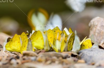 Large group of butterfly feeding on the ground.