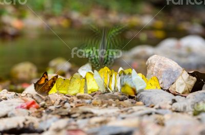 Large group of butterfly feeding on the ground.