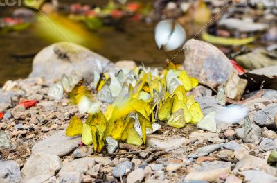 Large group of butterfly feeding on the ground.