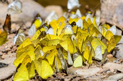 Large group of butterfly feeding on the ground.