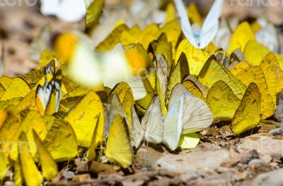 Large group of butterfly feeding on the ground.