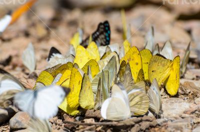 Large group of butterfly feeding on the ground.