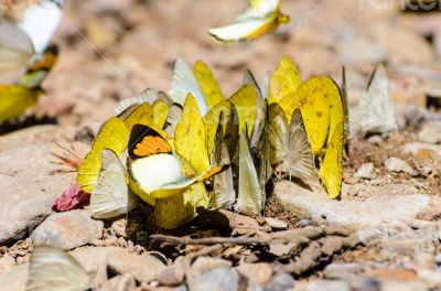 Large group of butterfly feeding on the ground.