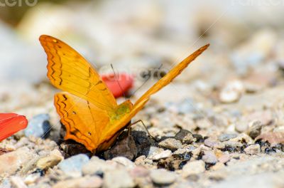 Cruiser butterfly with orange feeding on the ground