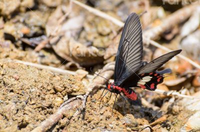 Rose Swallowtail butterfly with red and black eating salt licks Rose Swallowtail butterfly with red and black eating salt licks