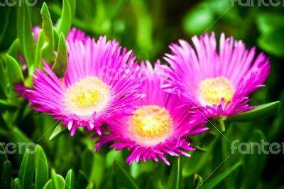 mesembryanthemum daisy flowers