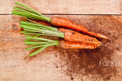 fresh carrots bunch