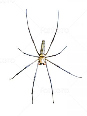 Golden Orb Spider (Nephila pilipes) 