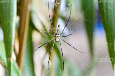 Golden Orb Spider (Nephila pilipes) 