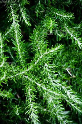 fresh rosemary herb 