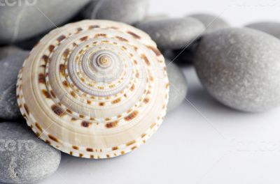 Natural spa elements- seashell with starshell and stones on whit