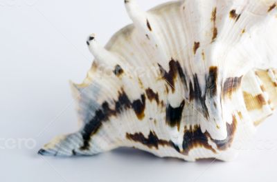 Marine sea shell in a studio setting against a white background 