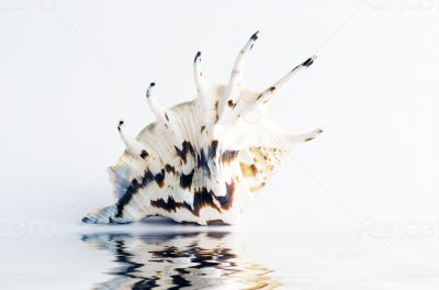 Marine sea shell in a studio setting against a white background 