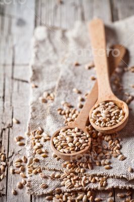 wheat grain in wooden spoons 