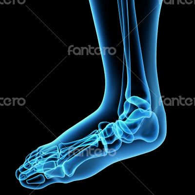 3d render illustration of the  foot