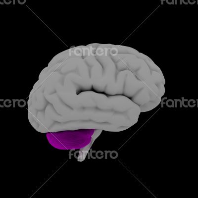Cerebellum - human brain in side view