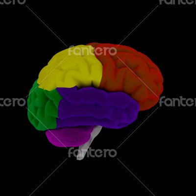 brain-cerebrum - human brain in side view