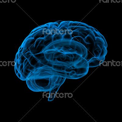 Human brain in x-ray view