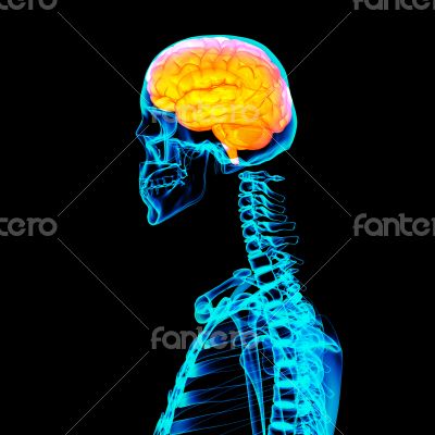 Human red brain X ray - side view