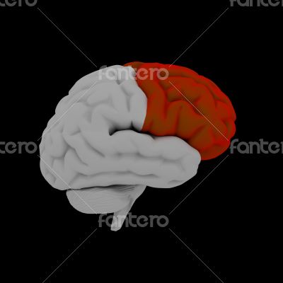Frontal lobe - Human brain in side view