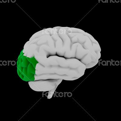 Occipital lobe - Human brain in side view